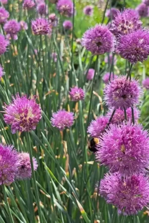 Zolang de voorraad strekt | Allium hymenorhizum