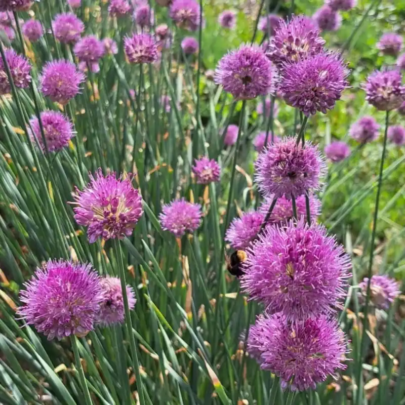 Zolang de voorraad strekt | Allium hymenorhizum