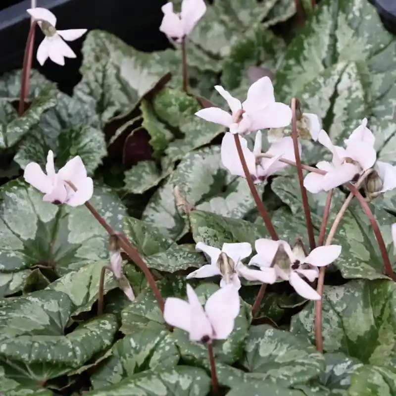 Aanrader | Cyclamen pseudibericum forma roseum