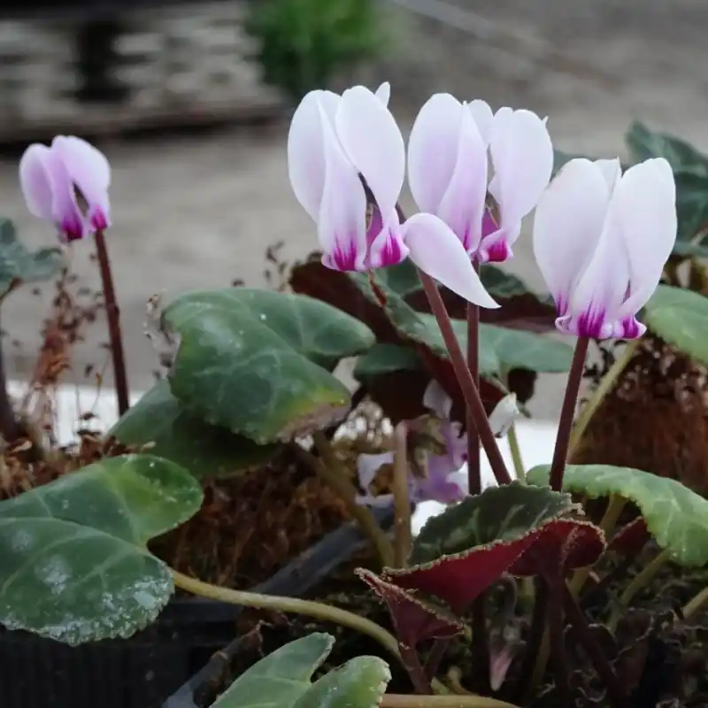 Cyclamen graecum subsp. candicum - Superprijs