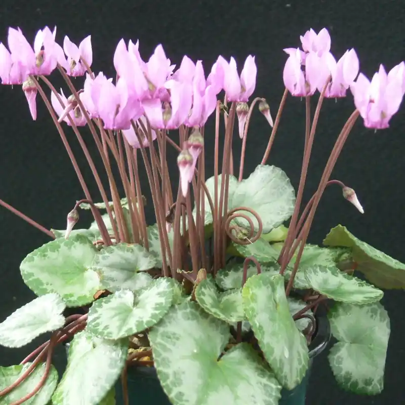 Slechts tijdelijk - Cyclamen purpurascens -Silver Leaf-