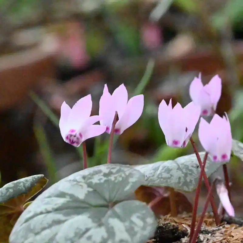 Cyclamen x wellensiekii - Mis het niet