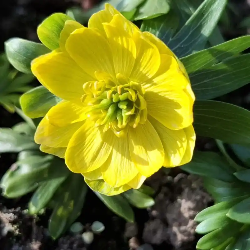 Eranthis hyemalis ‘Semi-Plena‘ | Uitverkoop