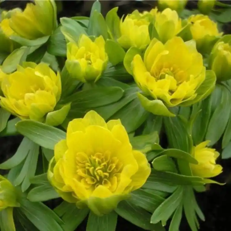 Klantfavoriet | Eranthis hyemalis ‘Plena‘