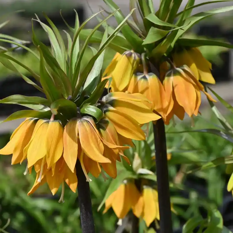Nieuw binnengekomen - Fritillaria ‘Dynamic Beauty‘