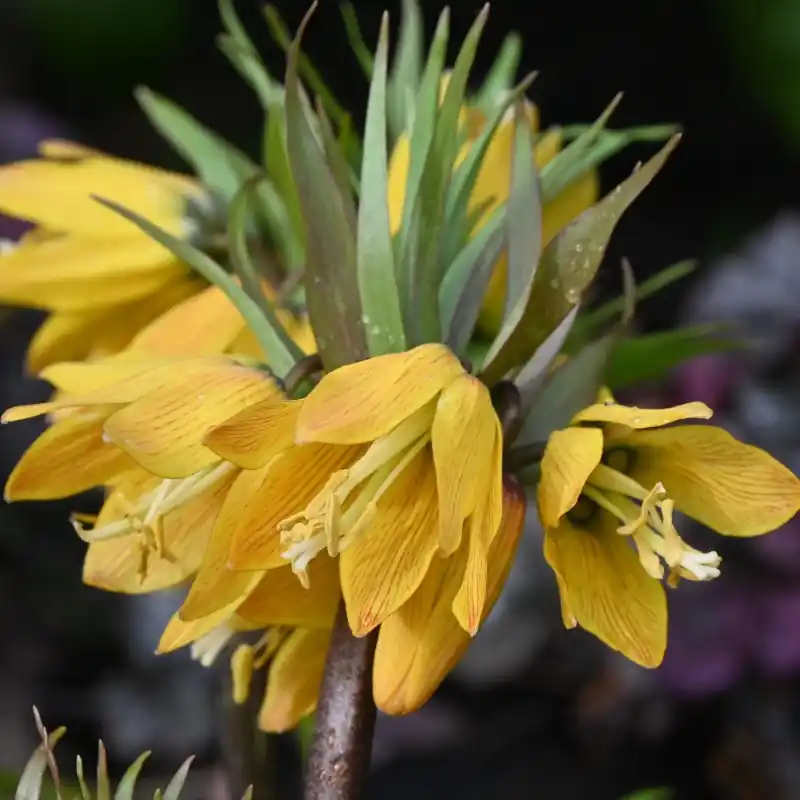 Expreslevering | Fritillaria ‘Golden Beauty‘