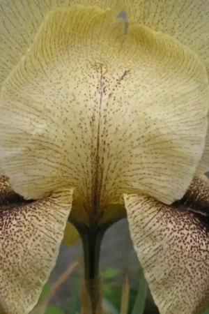 Aanbieding - Iris x ‘Dotted Sansuit‘