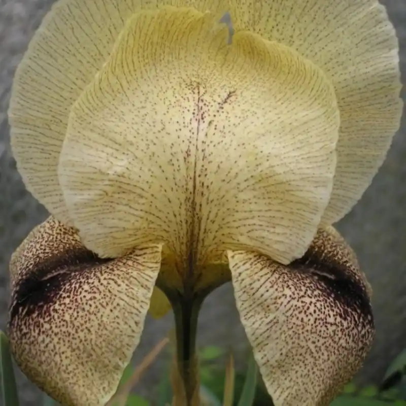 Aanbieding - Iris x ‘Dotted Sansuit‘