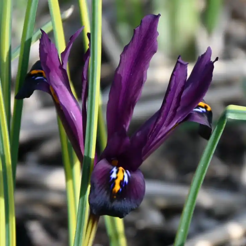 Iris reticulata ‘Interstellar‘ - Actie loopt bijna af