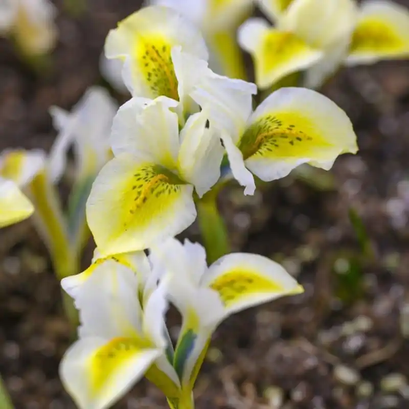Iris reticulata ‘North Star‘ | Bestel vandaag