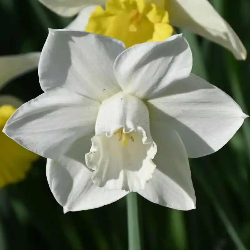 Voorraad bijna op - Narcissus ‘Arctic Power‘