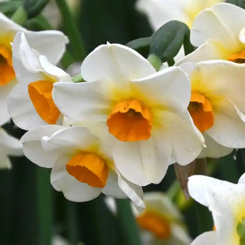 Populair - Narcissus ‘Beautiful Eyes‘ ®