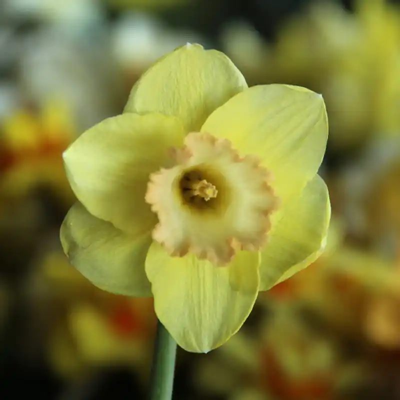 Narcissus ‘Chemeketa‘ - Bespaar nu