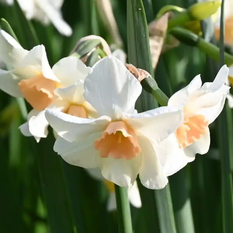 Narcissus ‘Doll Baby‘ - Voordelig