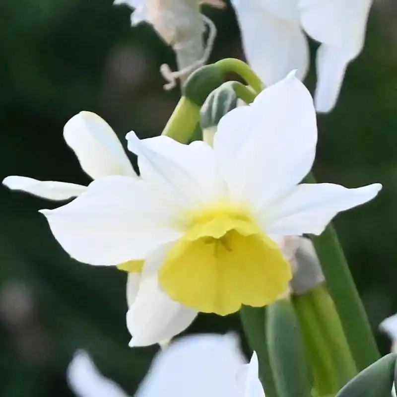 Direct beschikbaar | Narcissus ‘Jumelée‘