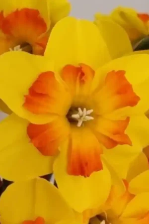 Zojuist toegevoegd - Narcissus ‘Marion Pearce‘