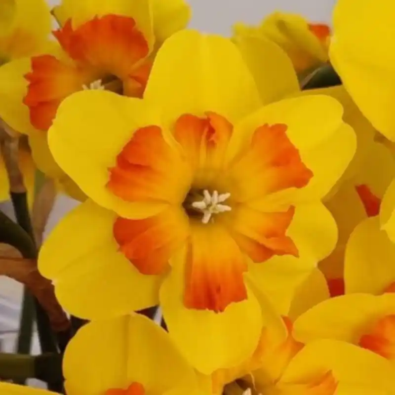 Zojuist toegevoegd - Narcissus ‘Marion Pearce‘