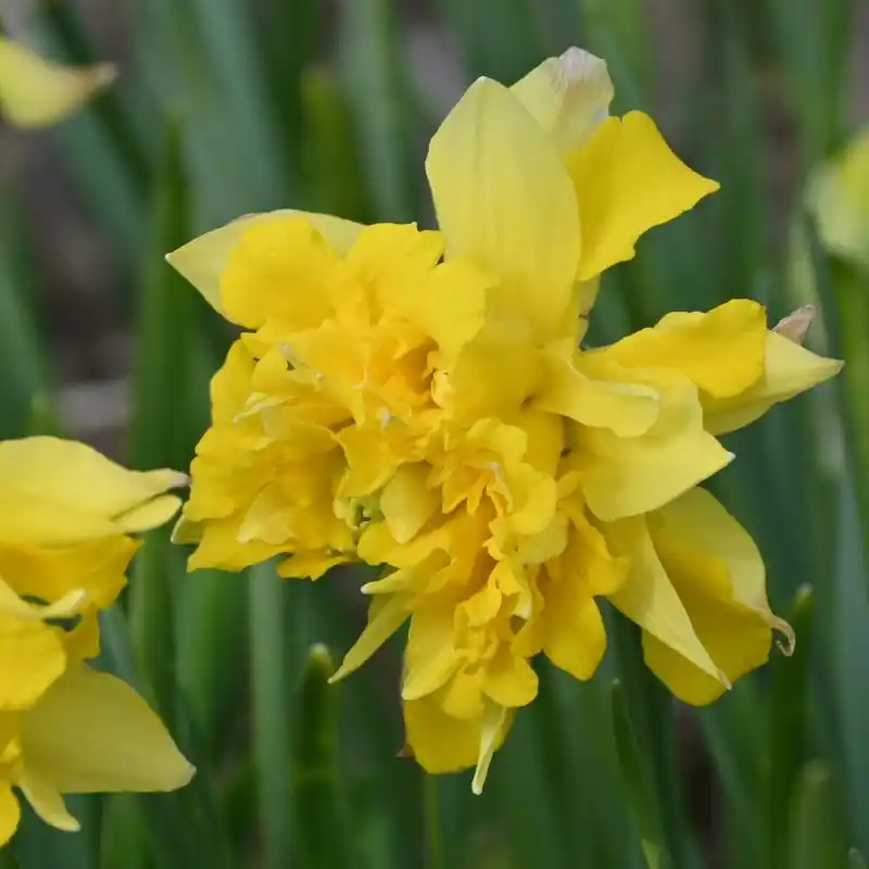 Narcissus pseudonarcissus -double form- | Veel gevraagd