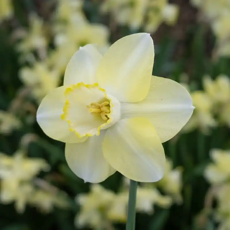 Voorraad bijna op - Narcissus ‘Scrumpy‘