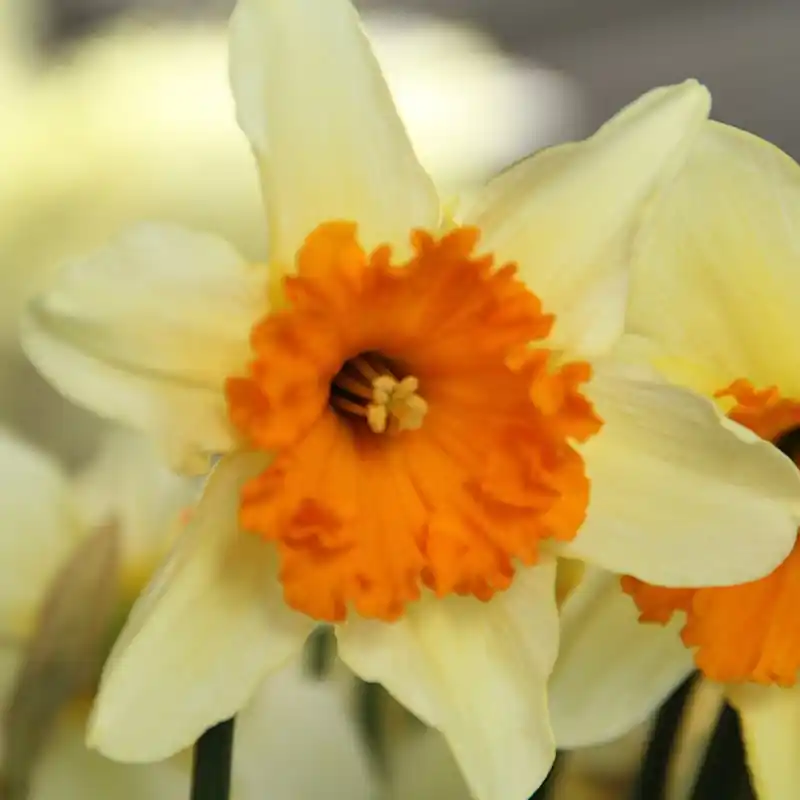 Nu kopen | Narcissus ‘Sempre Avanti‘