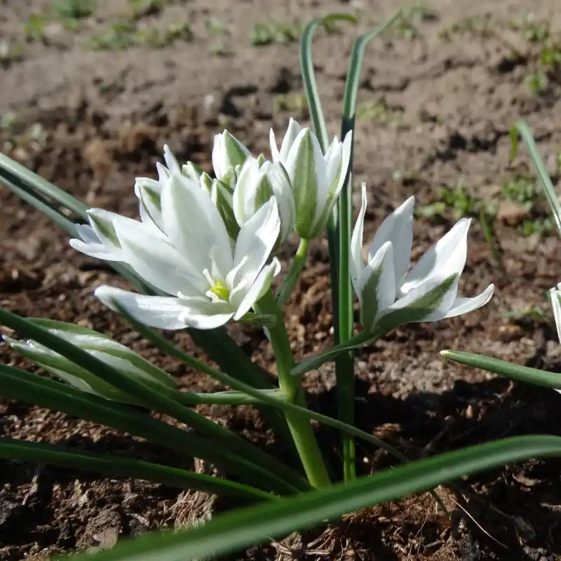 Bijna uitverkocht | Ornithogalum gussonei