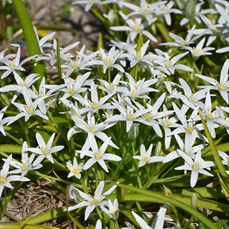 Deal - Ornithogalum montanum