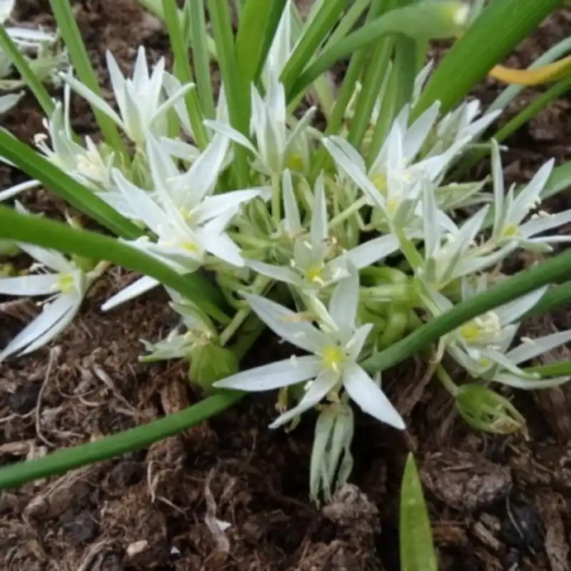 Fabrieksprijs - Ornithogalum refractum