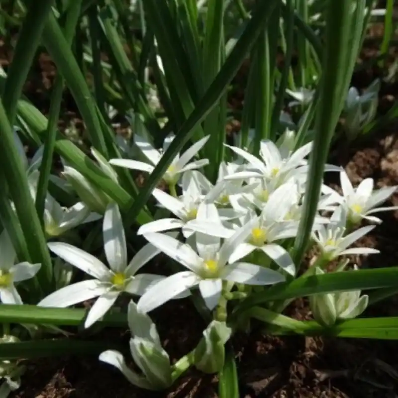 Ornithogalum sintenisii | Speciale deal