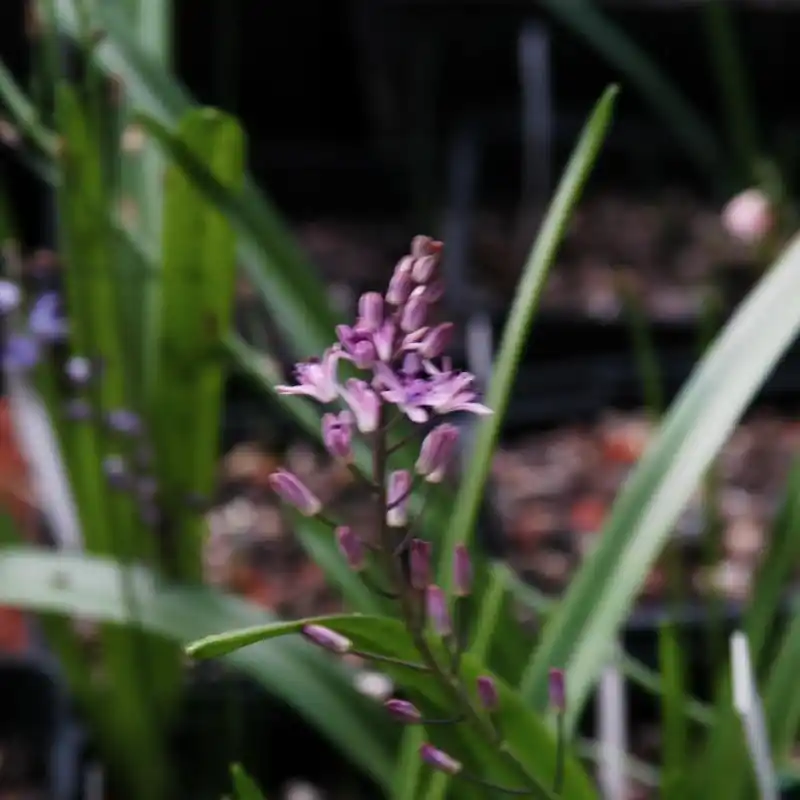 Veel voordeel - Prospero obtusifolium