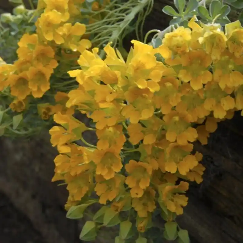 Veel gevraagd - Tropaeolum polyphyllum