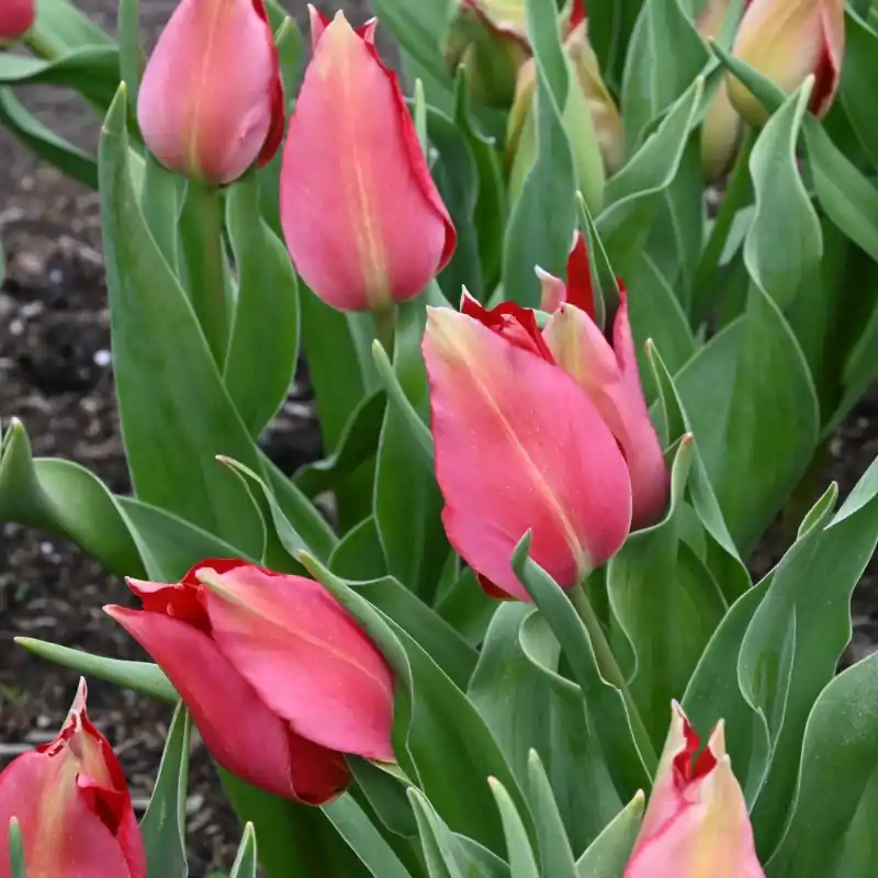 Tulipa confusa -red- - Net toegevoegd