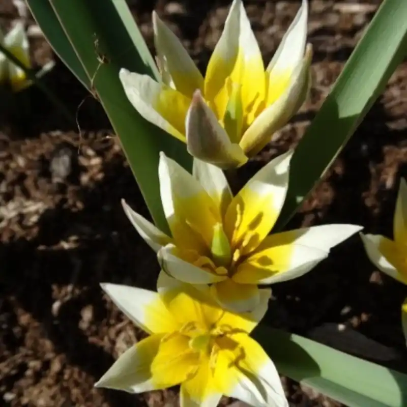 Tulipa dasystemonoides | Bespaar nu