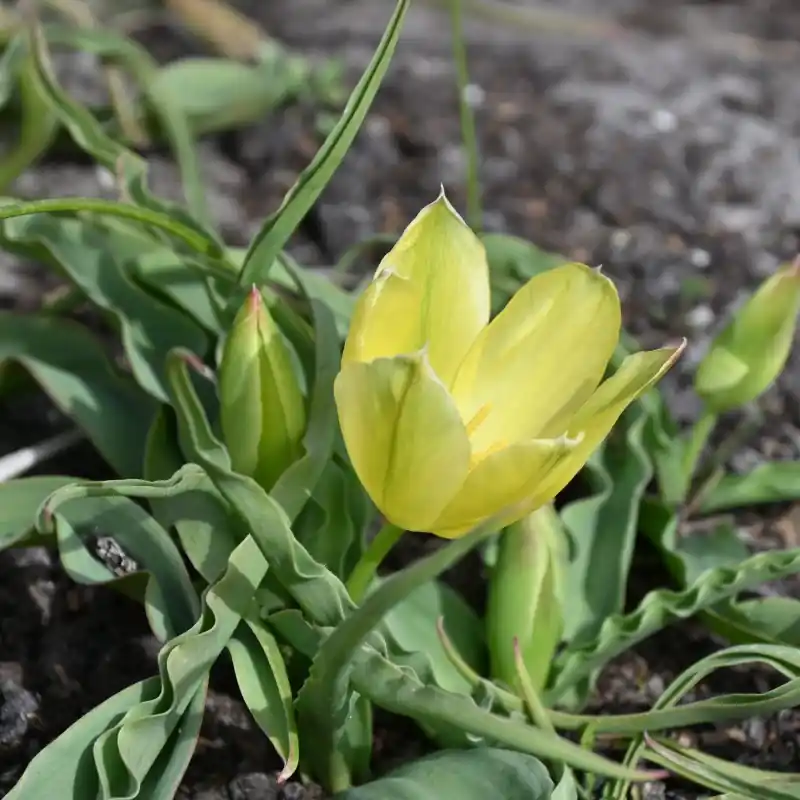 Tulipa galatica - Net gelanceerd