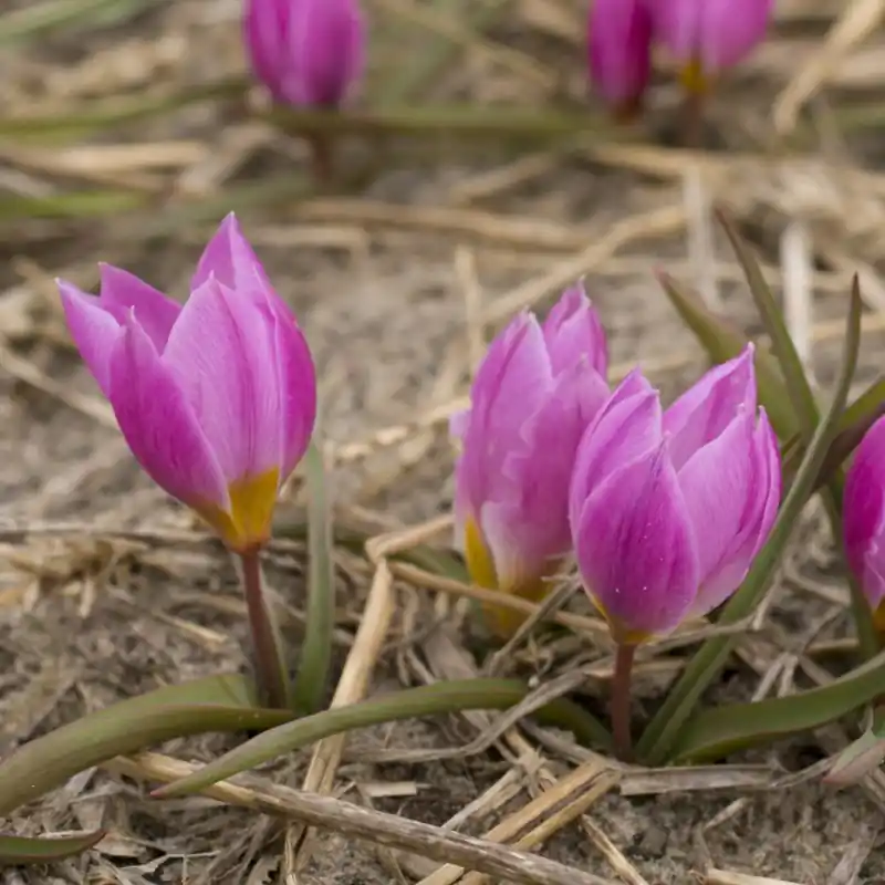 Veel gekozen - Tulipa humilis ‘Helene‘