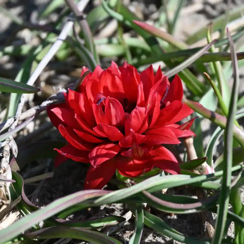 Alleen deze week | Tulipa humilis ‘Samantha‘