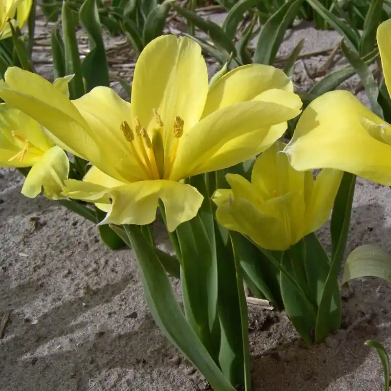 Prijsverlaging - Tulipa karabachensis