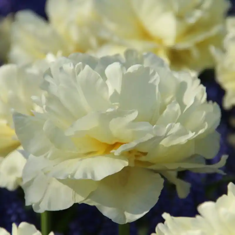 Tulipa ‘Avant Garde‘ - Snelle levering
