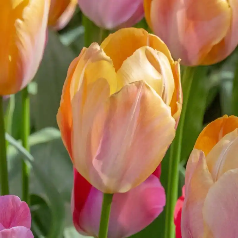 Tulipa ‘Apricot van Eijk‘ | Nieuwe release