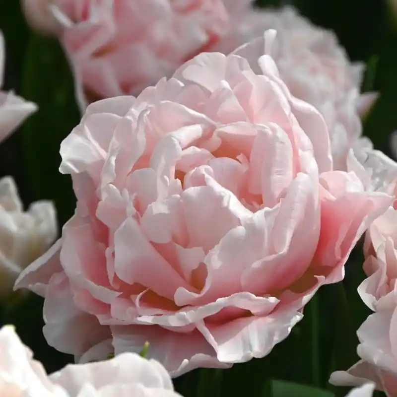 Tulipa ‘Dreamer‘ - Nieuw binnengekomen