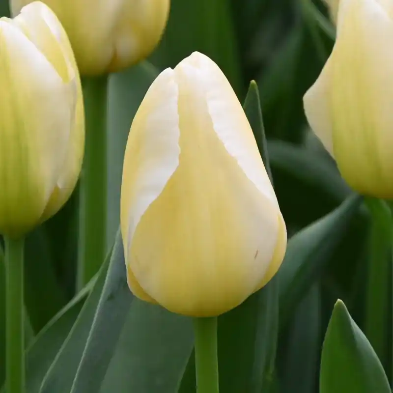 Scherpe prijs - Tulipa ‘Françoise‘