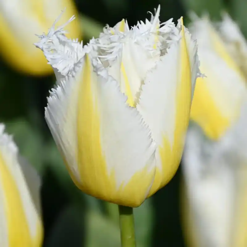 Tulipa ‘Lemon Beauty‘ ® - Prijs verlaagd