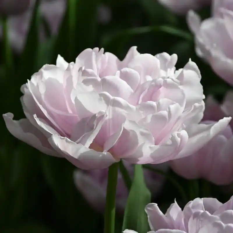 Nu kopen | Tulipa ‘Katinka‘