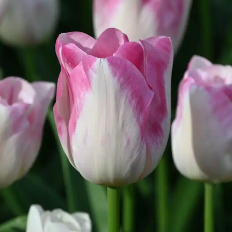 Veel voordeel - Tulipa ‘Infinity‘