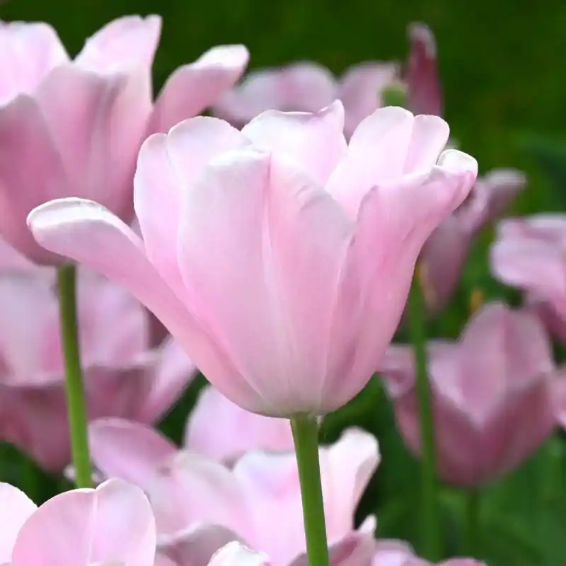 Topproduct | Tulipa ‘Mistress‘®