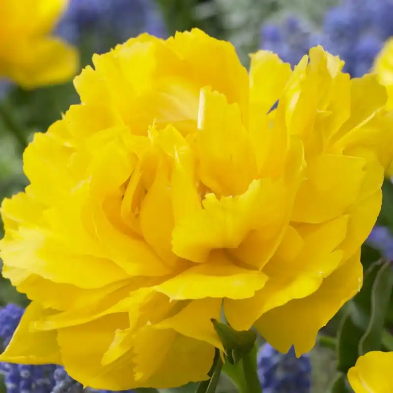 Bestseller | Tulipa ‘Max Schmelz‘