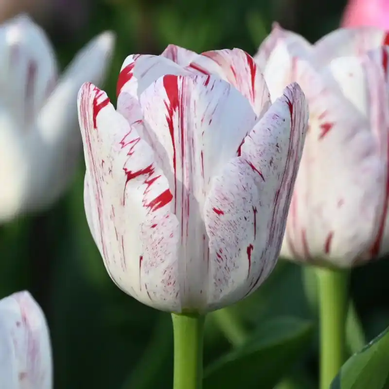 Tulipa ‘One Direction‘ | Nieuwe release
