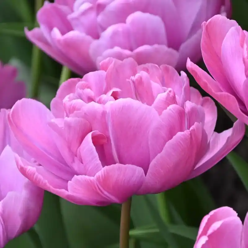 Hoog gewaardeerd | Tulipa ‘Rosy Diamond‘