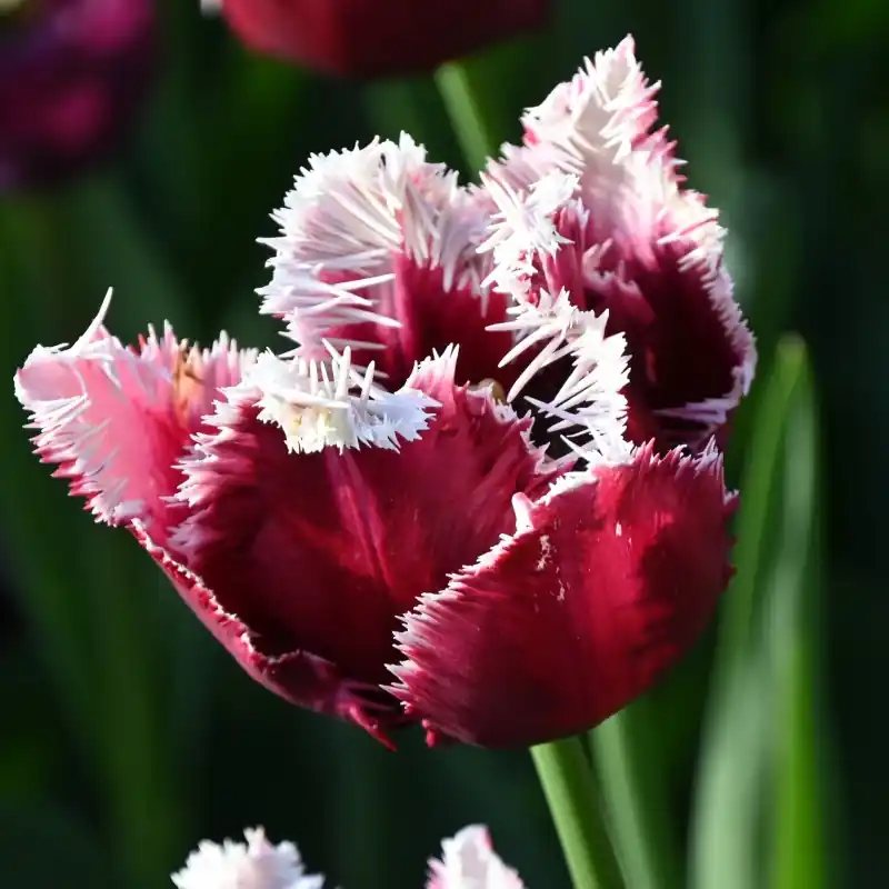Voeg toe aan winkelwagen | Tulipa ‘San Pablo‘