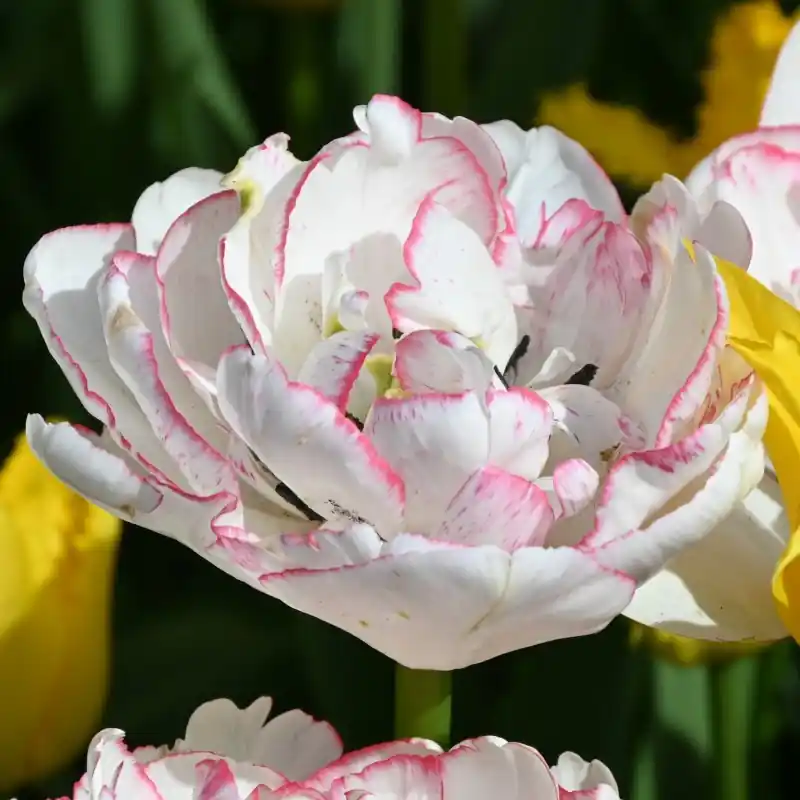 Populair bij klanten | Tulipa ‘Wild Romance‘ ®