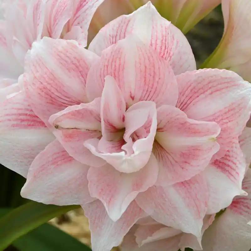 Nu beschikbaar | Hippeastrum ‘Candy Belle‘®